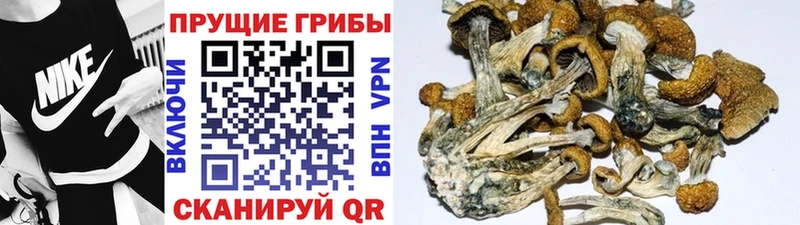где продают наркотики Воронеж Галлюциногенные грибы Psilocybine cubensis